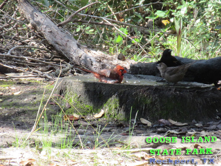 Goose Island State Park - Texas Coastal Bend Attractions