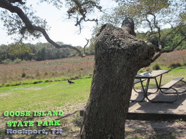 Goose Island State Park - Texas Coastal Bend Attractions