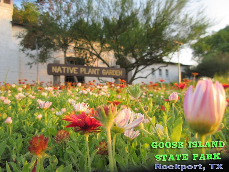 Goose Island State Park - Texas Coastal Bend Attractions