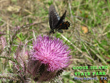 Goose Island State Park - Texas Coastal Bend Attractions