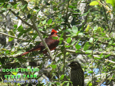 Goose Island State Park - Texas Coastal Bend Attractions