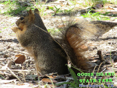 Goose Island State Park - Texas Coastal Bend Attractions